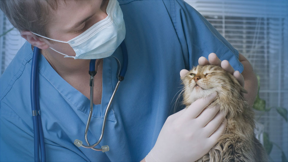 Vetrinarian with cat
